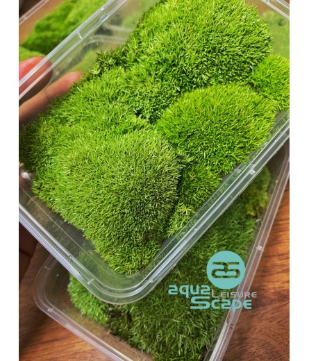 BUN MOSS (OCTOBLEPHARUM ALBIDUM)