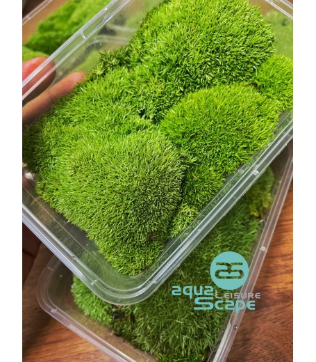 BUN MOSS (OCTOBLEPHARUM ALBIDUM)