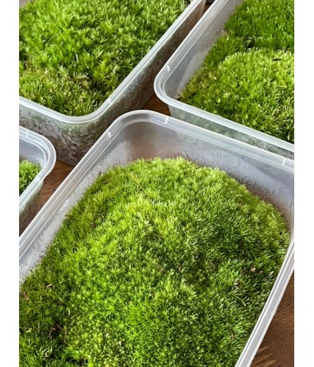CUSHION MOSS (LEUCOBRYUM GLAUCUM)