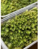 FOXTAIL MOSS (LEUCOBRYUM SCABRUM)
