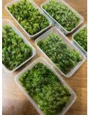 FOXTAIL MOSS (LEUCOBRYUM SCABRUM)