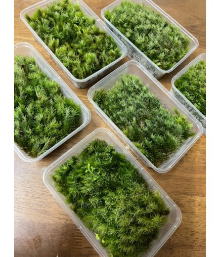 FOXTAIL MOSS (LEUCOBRYUM SCABRUM)