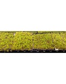 HOARY FRINGE MOSS (RACOMMITRIUM CANESCENS)