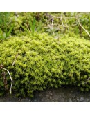 HOARY FRINGE MOSS (RACOMMITRIUM CANESCENS)