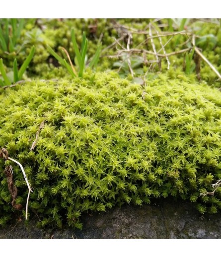 HOARY FRINGE MOSS (RACOMMITRIUM CANESCENS)