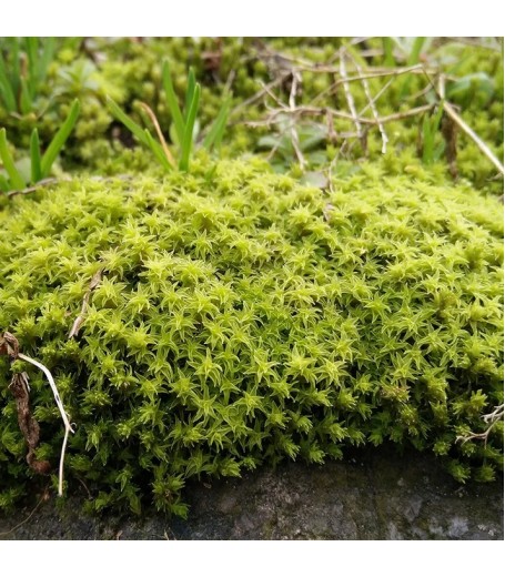 HOARY FRINGE MOSS (RACOMMITRIUM CANESCENS)