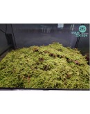 HYPNUM MOSS (HYPNUM PLUMAEFERME)