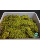 HYPNUM MOSS (HYPNUM PLUMAEFERME)