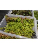 HYPNUM MOSS (HYPNUM PLUMAEFERME)