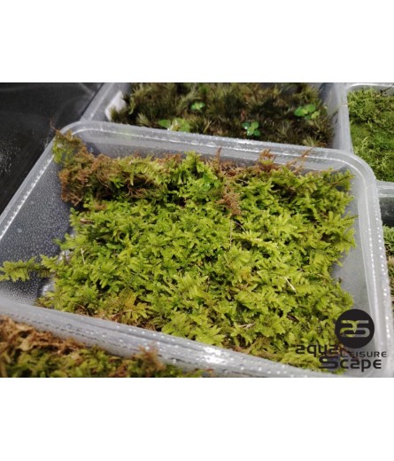 HYPNUM MOSS (HYPNUM PLUMAEFERME)
