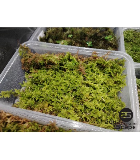 HYPNUM MOSS (HYPNUM PLUMAEFERME)