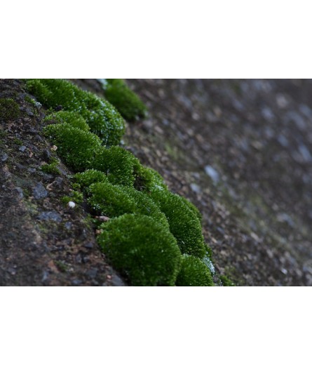 LAND MOSS (BRYUM ARGENTEUM)