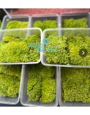 MILK MOSS (LEUCOBRYUM JAVENSE)