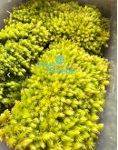 MILK MOSS (LEUCOBRYUM JAVENSE)