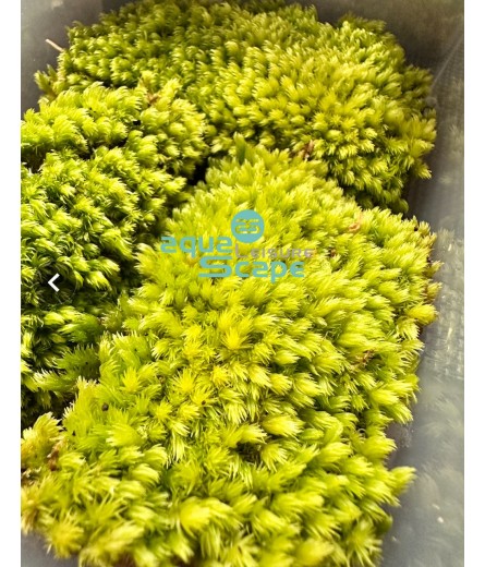 MILK MOSS (LEUCOBRYUM JAVENSE)