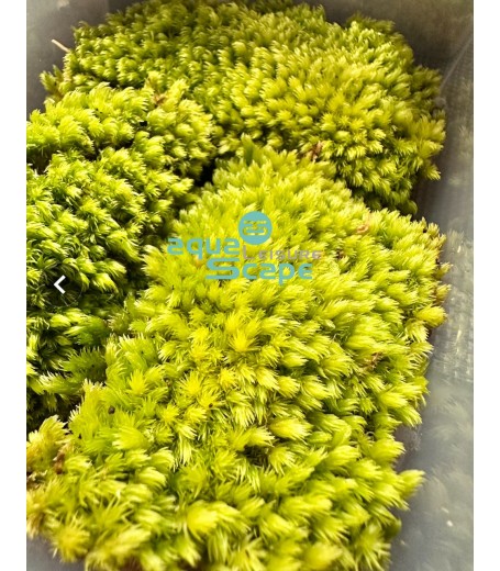 MILK MOSS (LEUCOBRYUM JAVENSE)