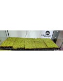 PEARL MOSS (PLAGIOMNIUM CUSPIDATUM)