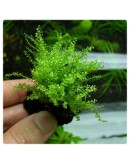 PEARL MOSS (PLAGIOMNIUM CUSPIDATUM)