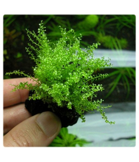 PEARL MOSS (PLAGIOMNIUM CUSPIDATUM)