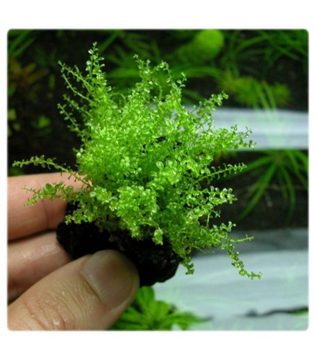 PEARL MOSS (PLAGIOMNIUM CUSPIDATUM)