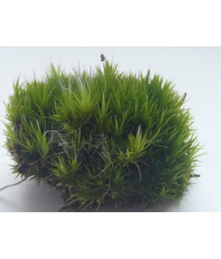 RUSTY SWAN-NECK MOSS (CAMPYLOPUS FLEXUOSUS)