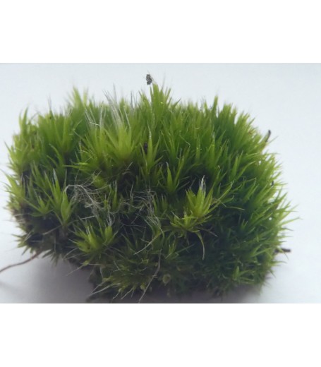 RUSTY SWAN-NECK MOSS (CAMPYLOPUS FLEXUOSUS)