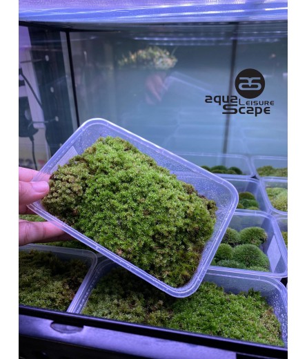 STAR MOSS