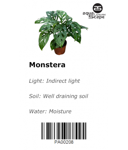 MONSTERA