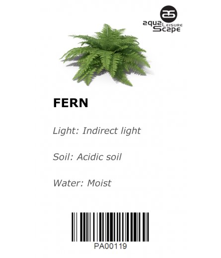 FERN
