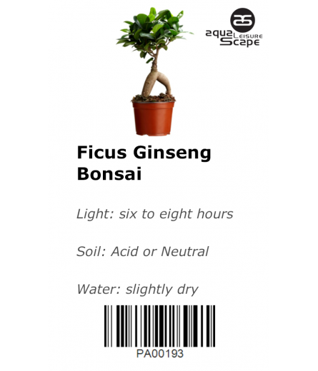 BONSAI TREE