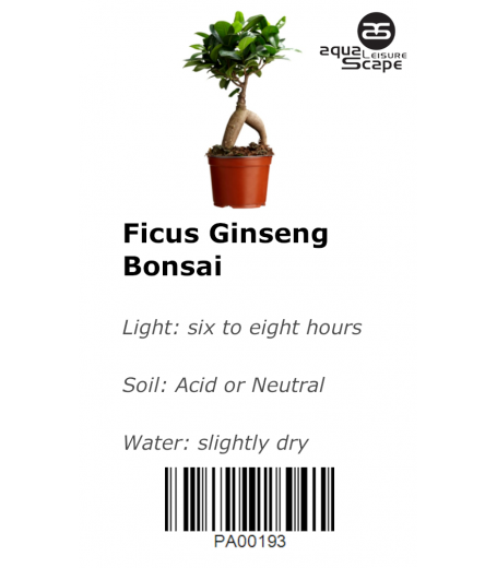 BONSAI TREE