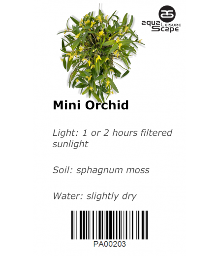 MINI ORCHID