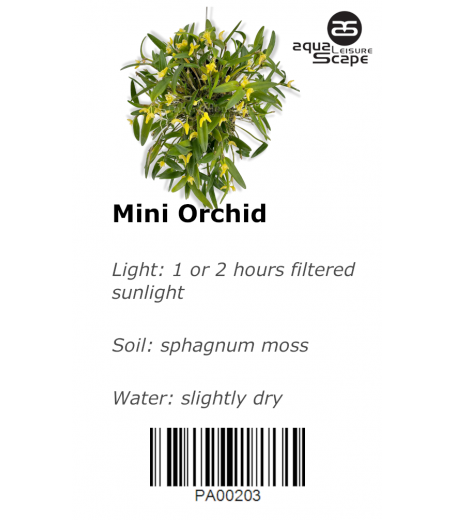 MINI ORCHID