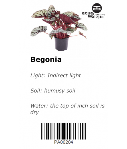 BEGONIA