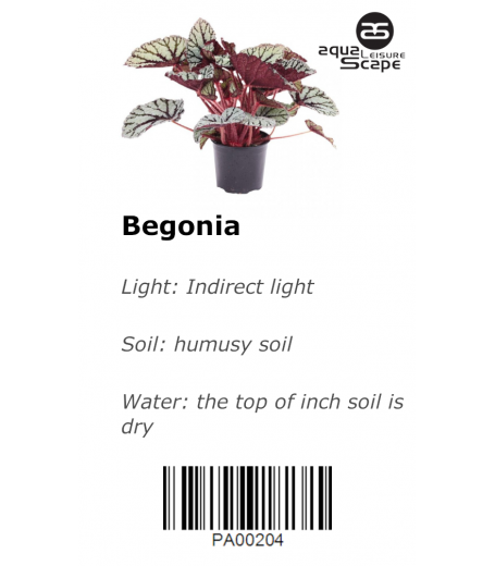 BEGONIA