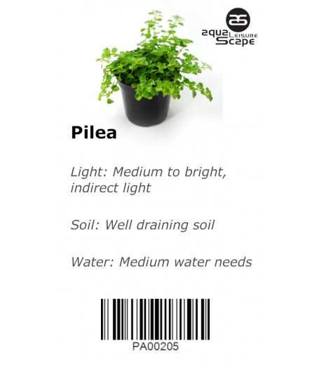 PILEA