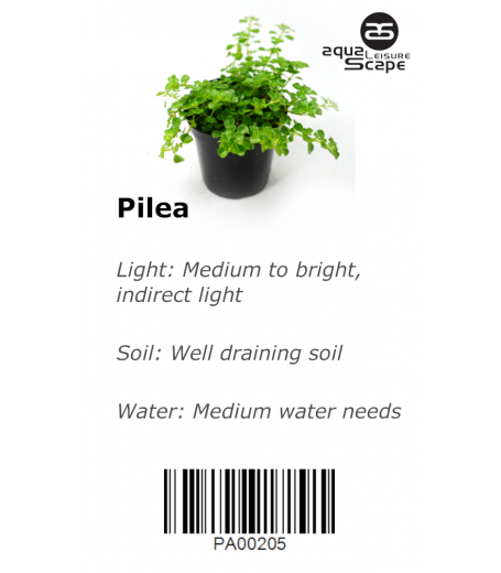 PILEA