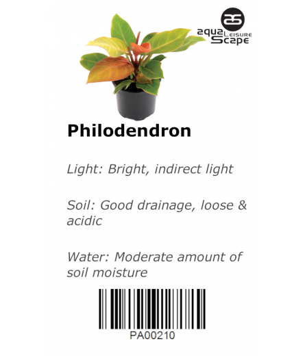 PHILODENDRO