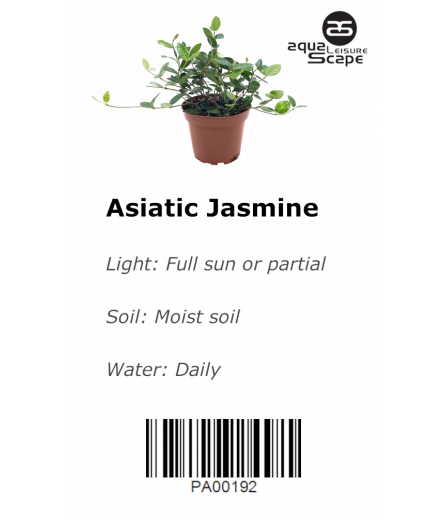 ASIATIC JASMINE