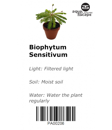 BIOPHYTUM SENSITIVUM