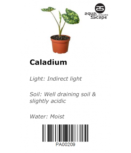 CALADIUM