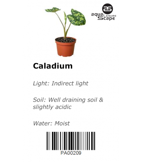 CALADIUM
