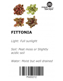 FITTONIA