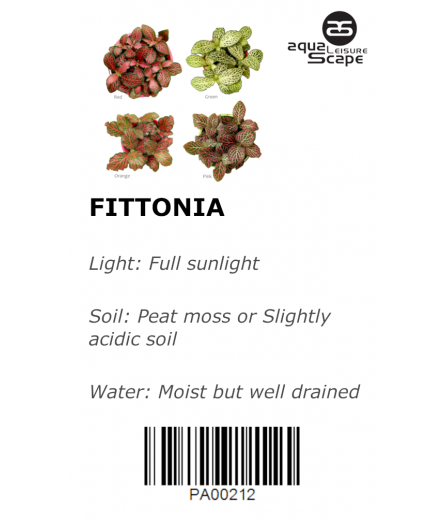 FITTONIA