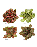 FITTONIA
