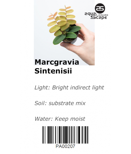 MARCGRAVIA SINTENISSI