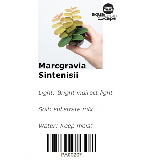 MARCGRAVIA SINTENISSI