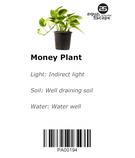 MONEY PLANT