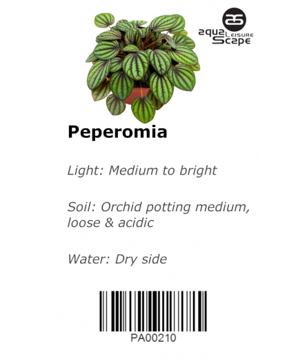 PEPEROMIA