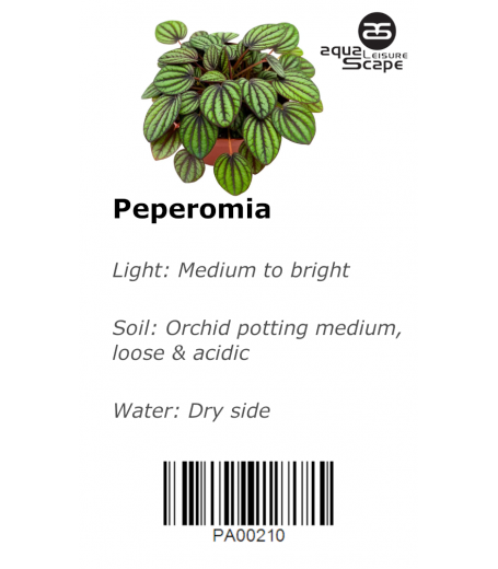 PEPEROMIA